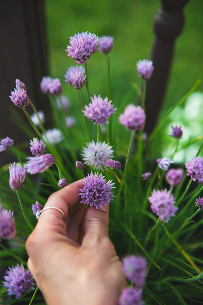 A hand pinching the tip of a chive sprout, showing the purple blossom.