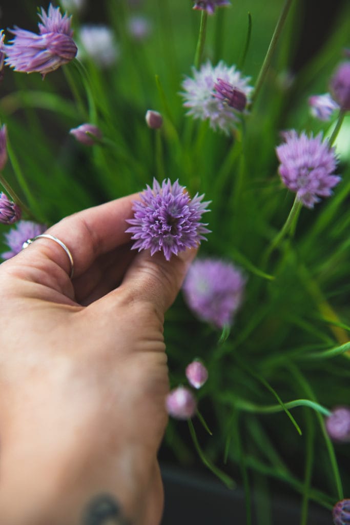 A purple chive blossom being pinched on the shoot, among a patch of blossoming chives.