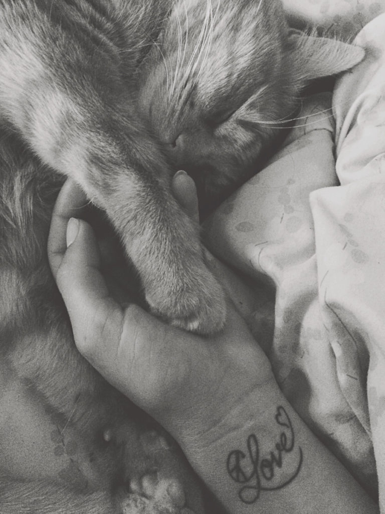 A cat snuggled, holding the hand of his owner.