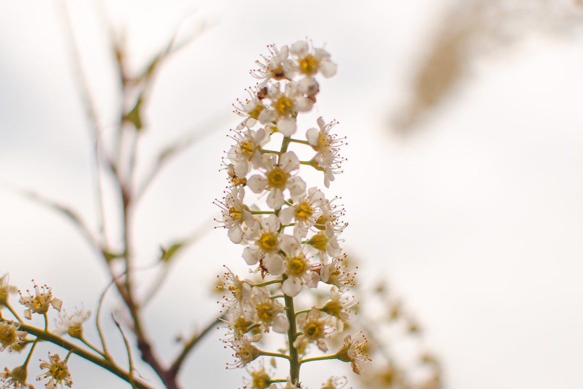 A plume of white flowers against a white-grey background.