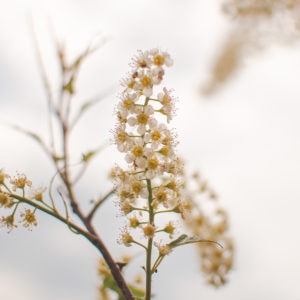 A plume of white flowers against a white-grey background.