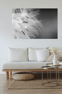 A modern living room with a black and white wall canvas of dandelion fluff and seeds.